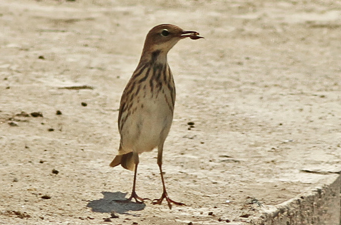 Pechora Pipit