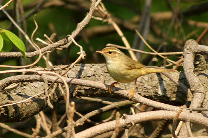 Radde’s Warbler