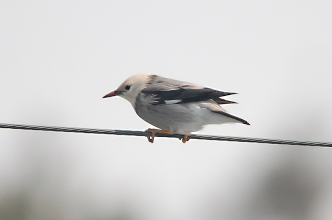 Red-billed Starling