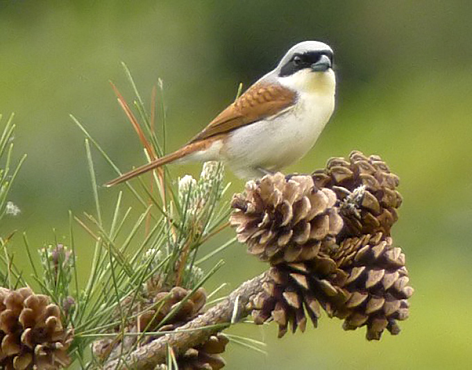 Tiger Shrike