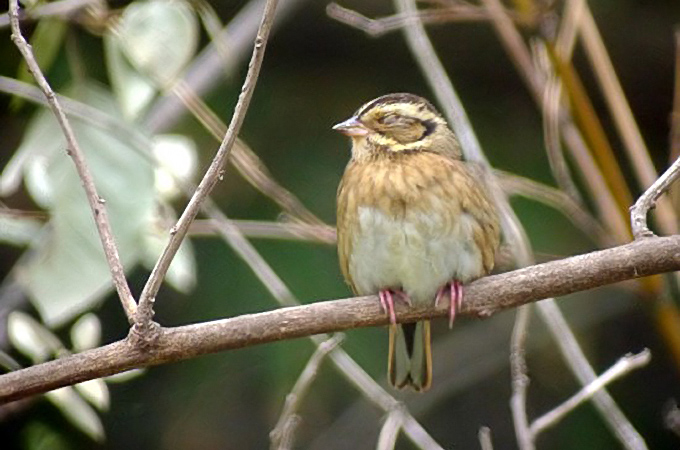 Tristram’s Bunting