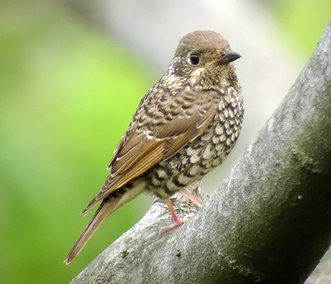 White-throated Rock Thrush