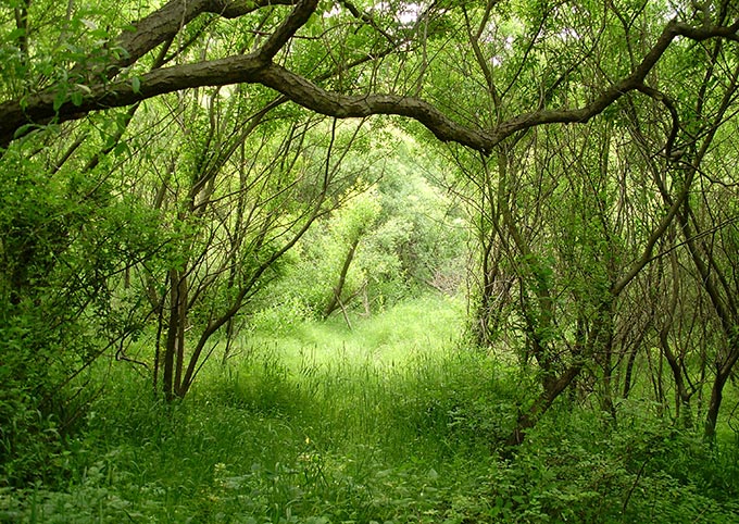 Wonderful habitat: the Willow Forest