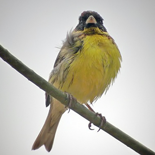 Yellow-breasted Bunting