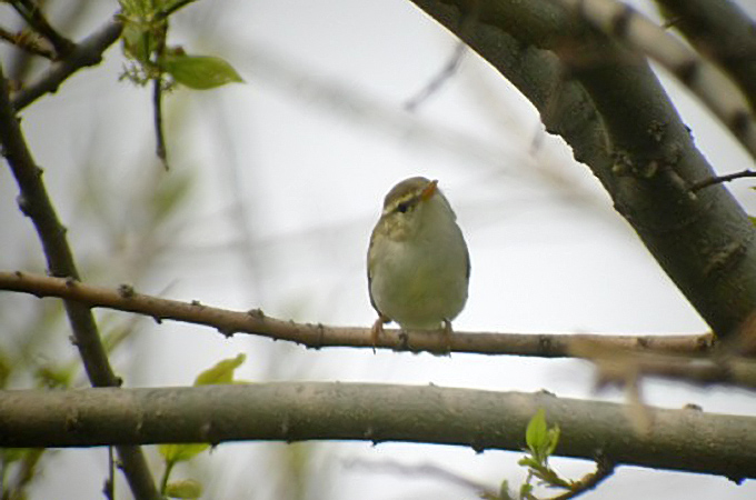 Yellow-browed Warbler