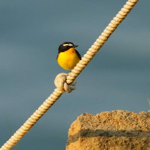Yellow-rumped Flycatcher