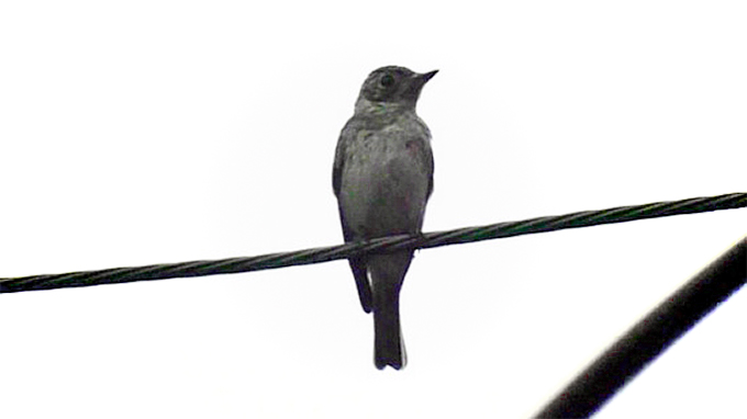 Juvenile Asian Brown Flycatcher