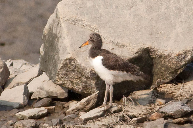 Juvenile Oystercatcher