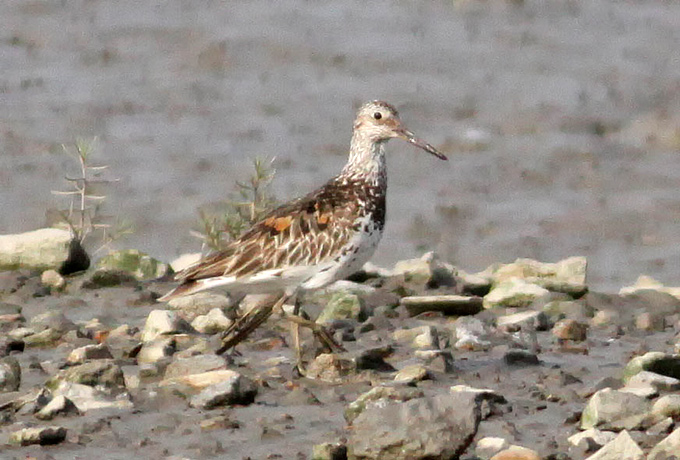 Great Knot