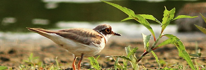 Little Ringed Plover