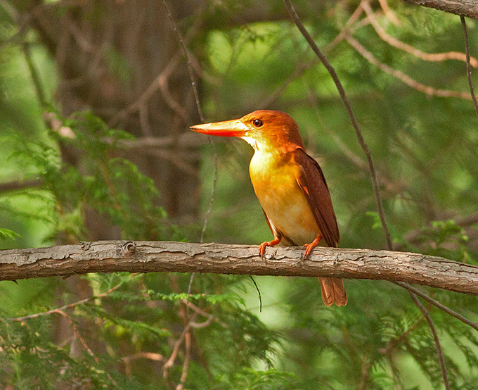 Ruddy Kingfisher