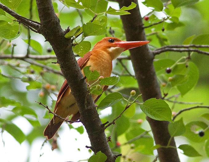 Ruddy Kingfisher
