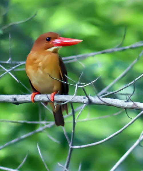 Ruddy Kingfisher