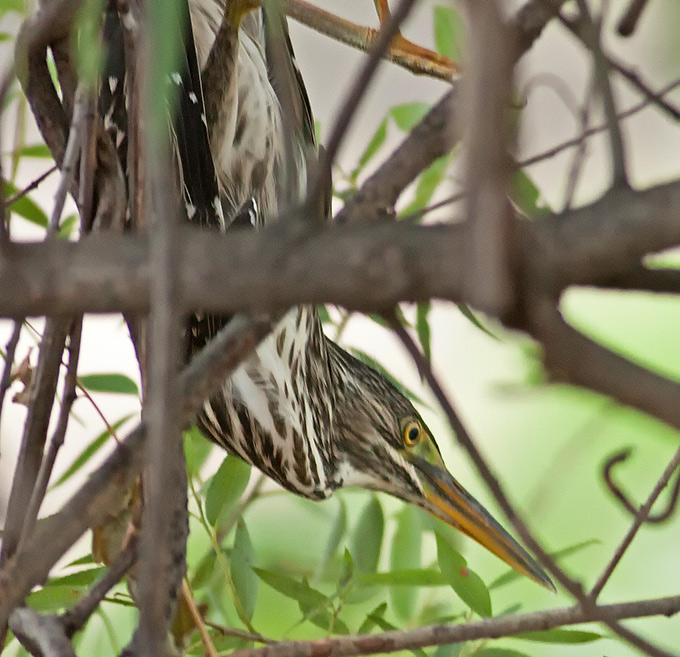 Striated Heron