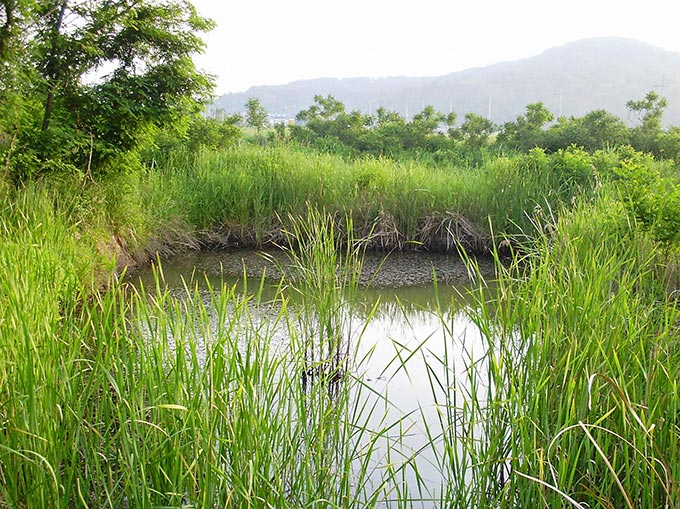 Ruddy-breasted Crake habitat