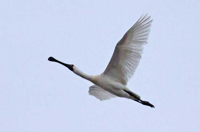 Black-faced Spoonbill