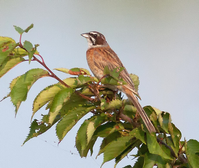 Meadow Bunting