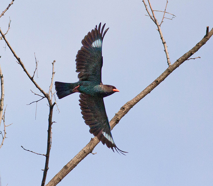 Oriental Dollarbird