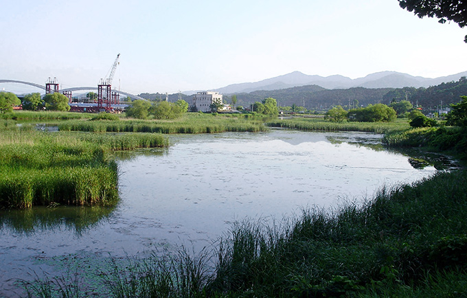 Ideal Habitat: Reeds at Ungilsan