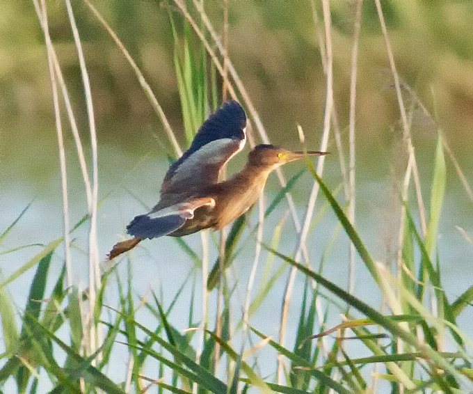 Yellow Bittern