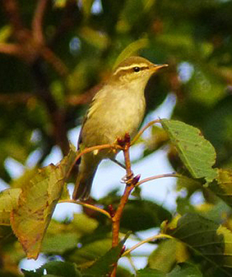 Arctic Warbler