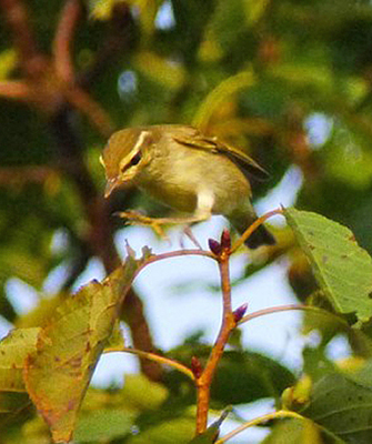 Arctic Warbler