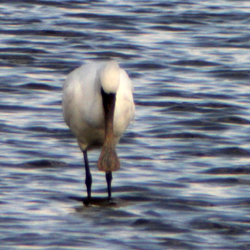 Black-faced Spoonbill