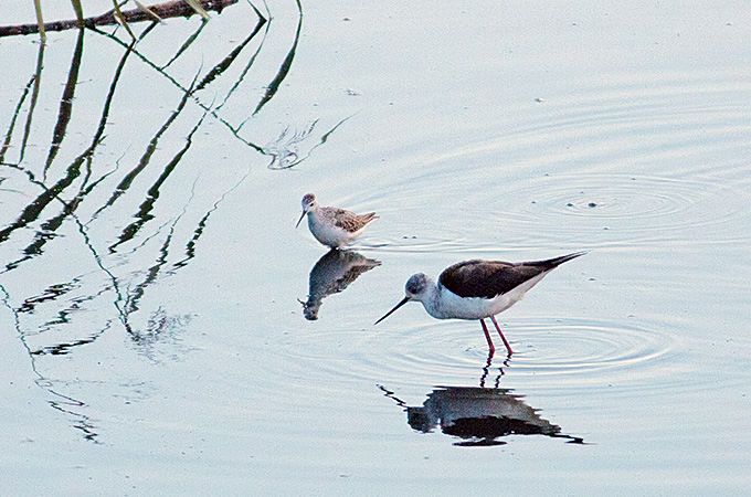 Black-winged Stilt