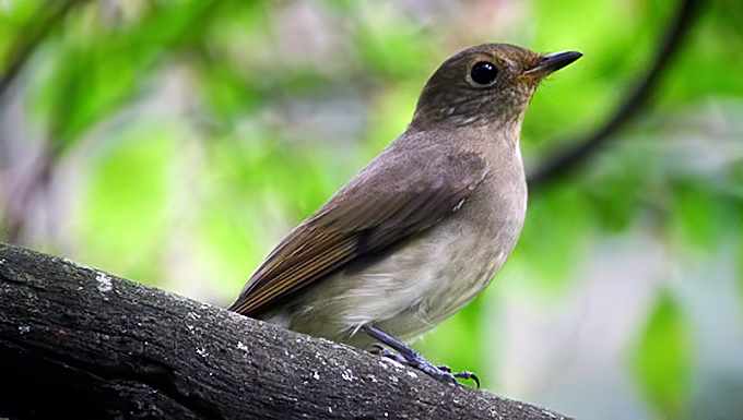 Blue and White Flycatcher