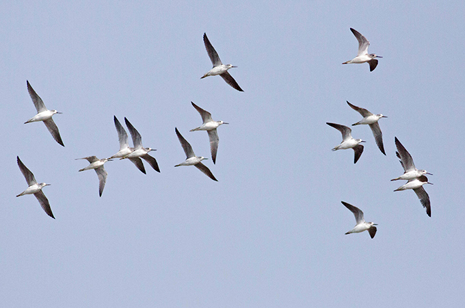 Common Greenshank
