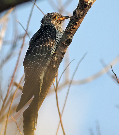 Juvenile Cuckoo