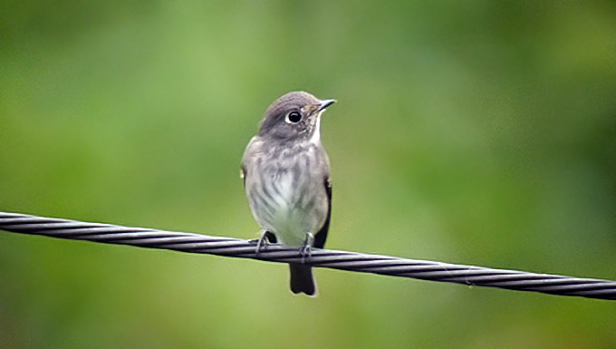 Dark-sided Flycatcher