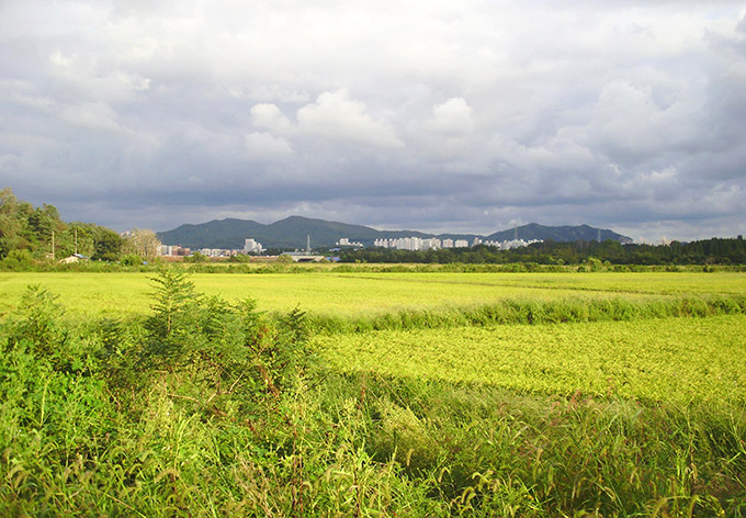 Geomam: reeds & ricefields