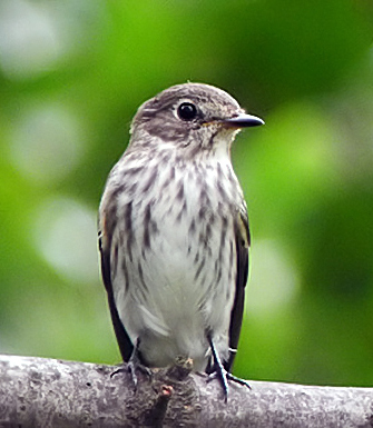 Grey-streaked Flycatcher