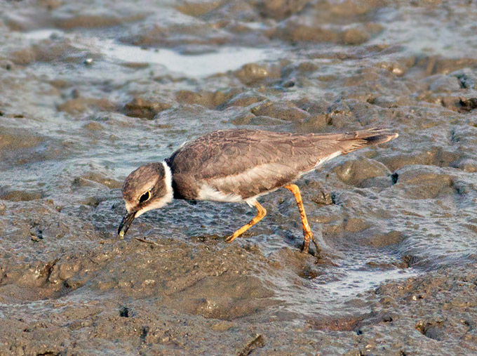 Long-billed Plover