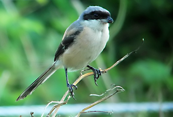 Long-tailed Shrike