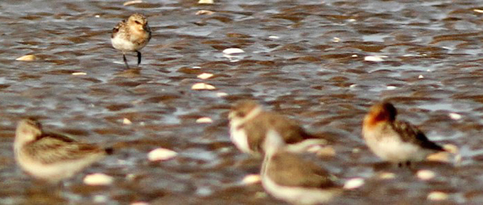 Spoon-billed Sandpiper
