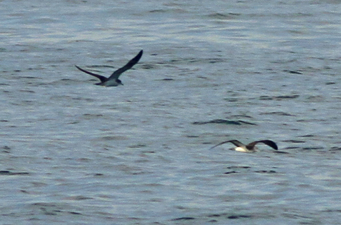 Streaked Shearwater