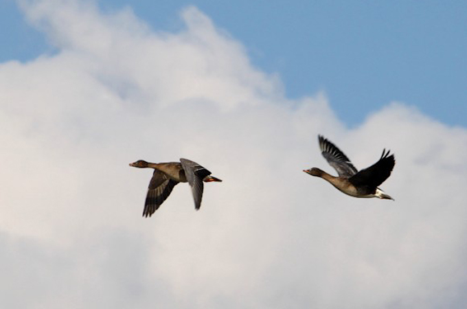 Tundra Bean Geese