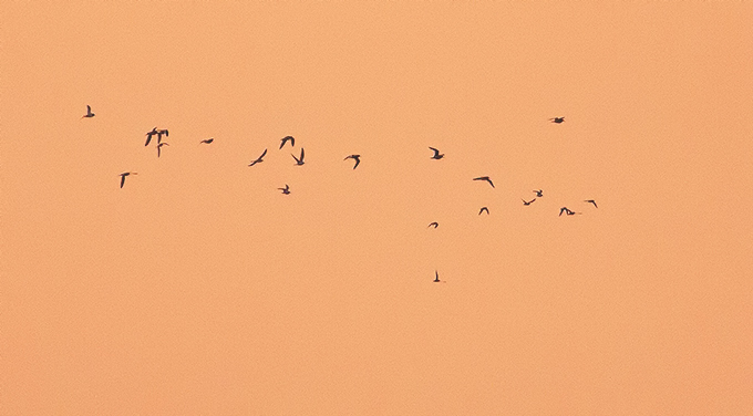 Waders vanishing from Songdo