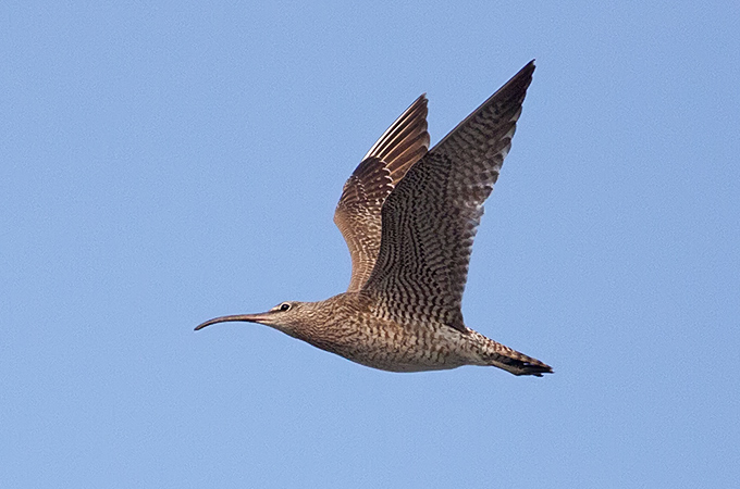 Whimbrel