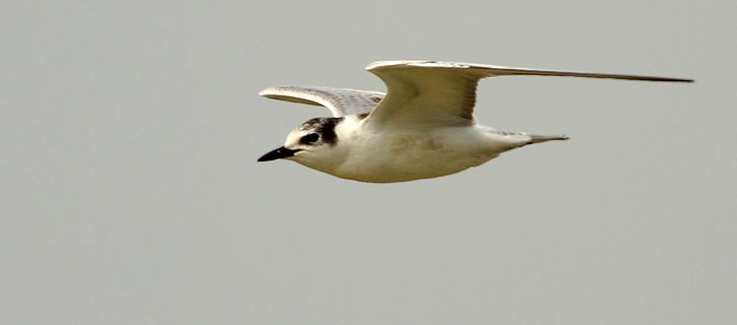 Whiskered Tern