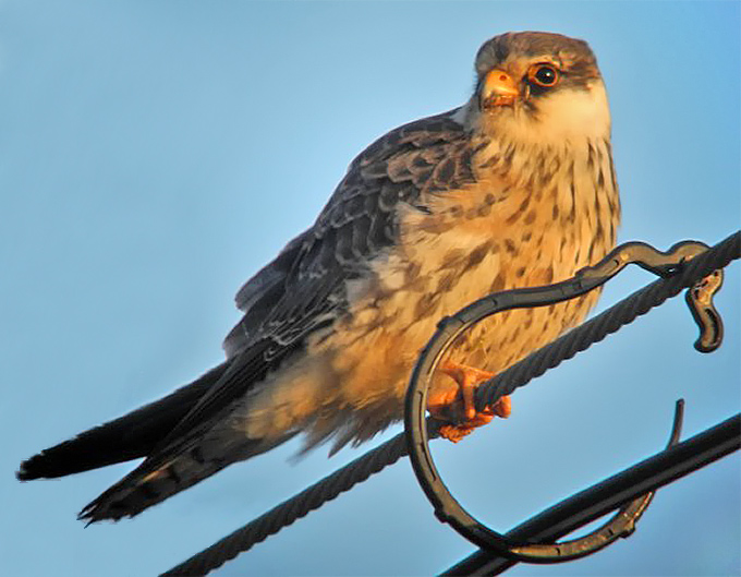 Amur Falcon