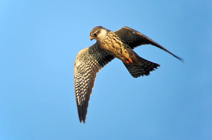 Amur Falcon