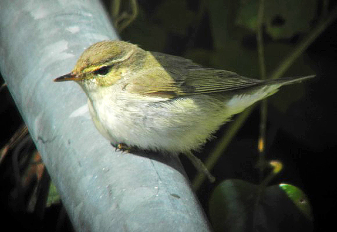 Arctic Warbler