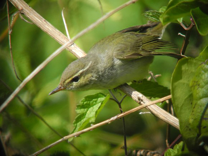 Arctic Warbler