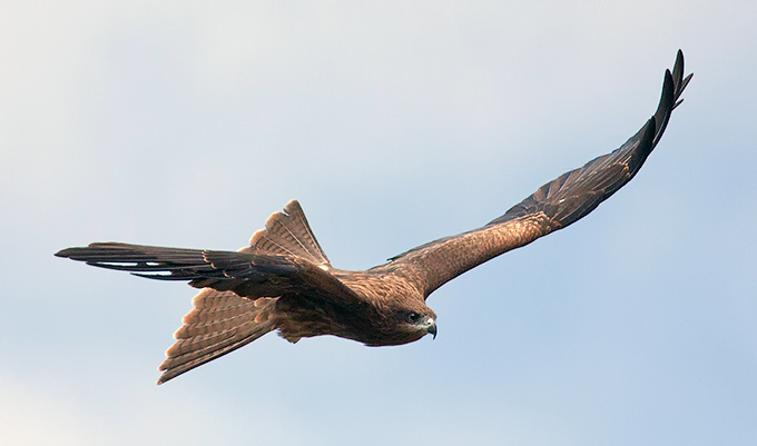 Black Kite