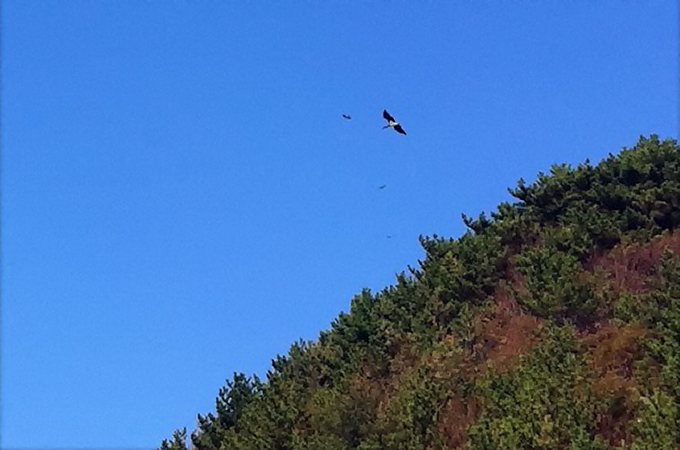 Black Stork