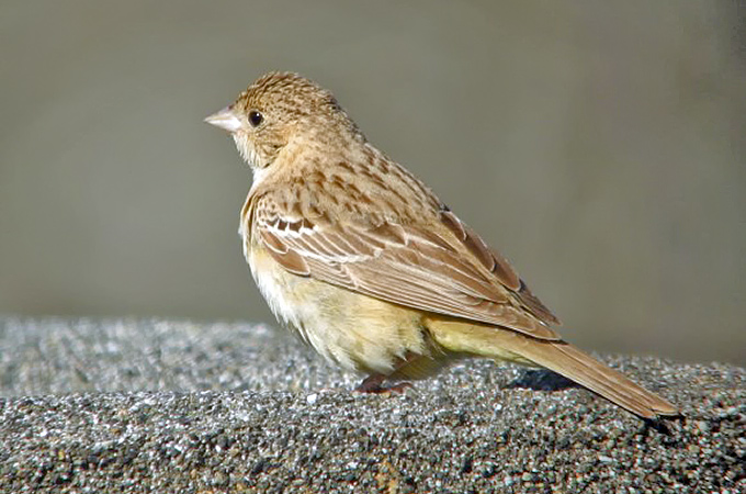 Black-headed Bunting