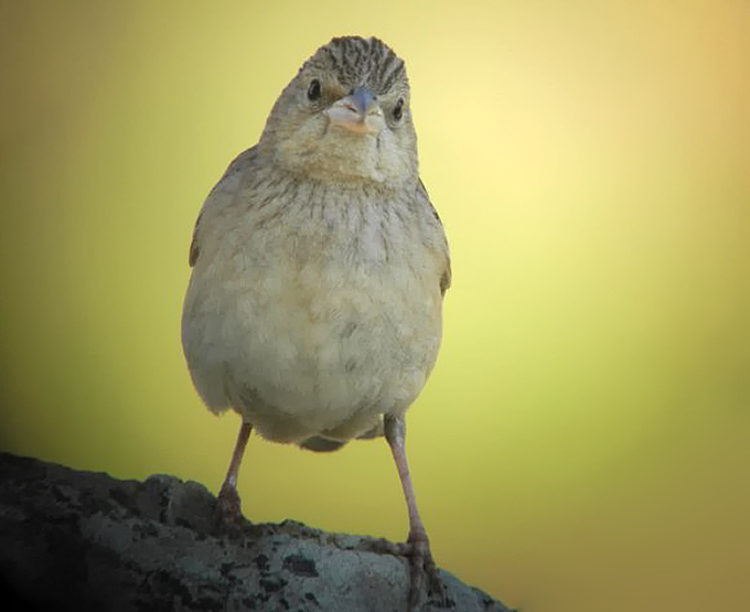 Black-headed Bunting